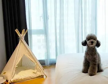 호텔 페이토 강남 서울특별시 3*,